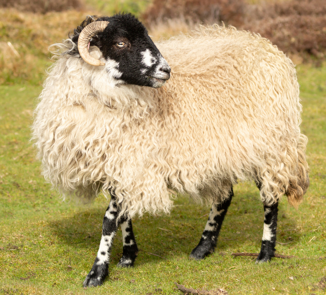 100% Organic Hand Tufted 3000 Air Suspension Pocket Spring Wool & Cotton Mattress